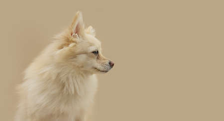 Portrait pomeranian dog looking away. Isolated on beige background