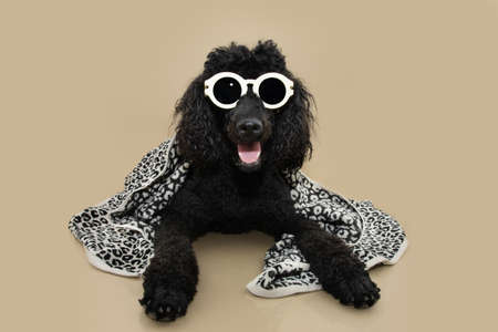 Portrait black poodle dog, summer wearing a leopard fashioned towel and sunglasses. Isolated on beige backgroundの写真素材