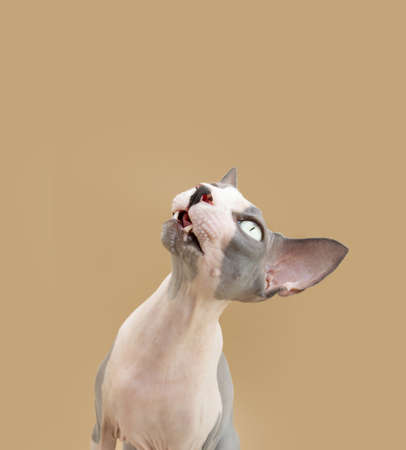 Portrait funny sphynx cat looking gup begging food. Isolated on beige background