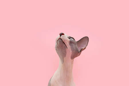 Portrait curious sphynx cat looking up. Isolated on pink pastel backgroundの写真素材