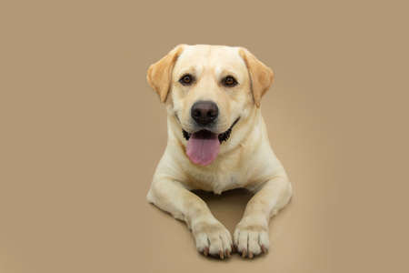 Portrait cute labrador retriever looking at camera sticking tongue out. Isolated on beige brown backgroundの写真素材