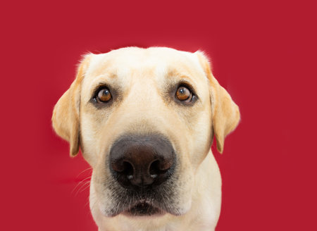 Funny portrait close-up labrador retriever dog with sad serious expression face. Isolated on red backgroundの写真素材