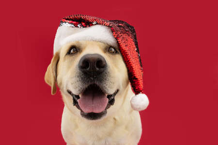 Cute labrador retriever dog celebrating christmas wearing a santa claus hat. Isolated on red backgroundの写真素材
