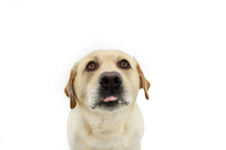 Funny portrait hungry labrador retriever dog looking up. Isolated on white backgroundの写真素材