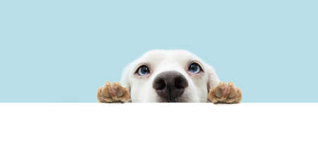 Banner cute dog hiding and hanging paws over a blank. Isolated on blue pastel background.の写真素材