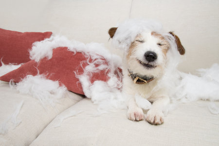 Funny puppy jack russell dog after bite a pilow lying down at sofa. Mischief because of sepration anxiety disorder conceptの写真素材