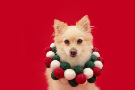 Portrait pomeranian dog celebrating christmas with a colored garland. Isolated on red backgroundの写真素材