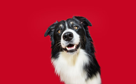 Portrait happy and smiling border collie dog looking at camera. Isolate gift red colored backgroundの写真素材