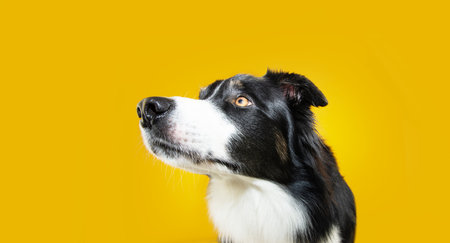 Profile attentive and concentrated border collie dog looking side. Isolated on yellow backgroundの写真素材