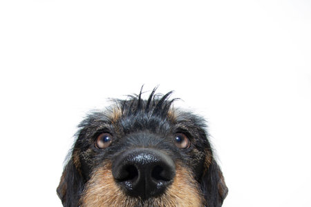 Close-up furry dachshund puppy dog looking at camera. Isolated on white backgroundの写真素材