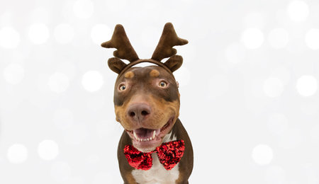 Happy mixed-breed american staffordshire puppy dog smiling looking at camera celebrating christmas wearing a reindeer diadem. Isolated on white backgroundの写真素材
