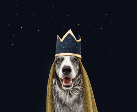 Border collie dog celebrating The Three Magi King of Orient, The Three Wise, Melchior, Caspar and Balthasar. Isolated on blue backgroundの写真素材