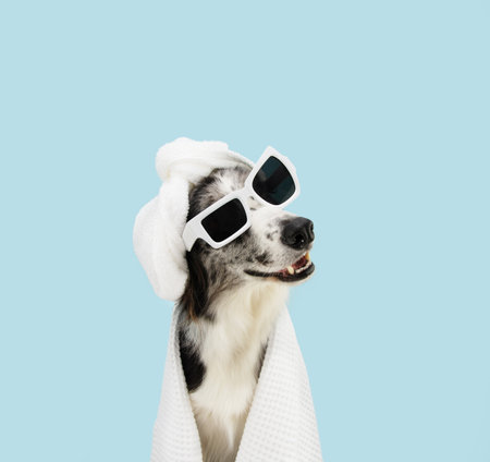 Dog summer season. Border collie puppy relaxing wrapped with a white towel and a shower cap. Spa day concept. Isolated on blue pastel backgroundの写真素材