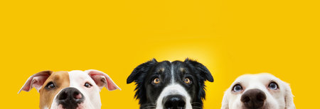 Banner close-up three dogs hiding and looking at camera. Isolated on yellow backgroundの写真素材
