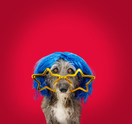 Funny mixed-breed dog celebrating carnival, new year or halloween dressed with a blue wig and start glasses. Isolated on red backgroundの写真素材
