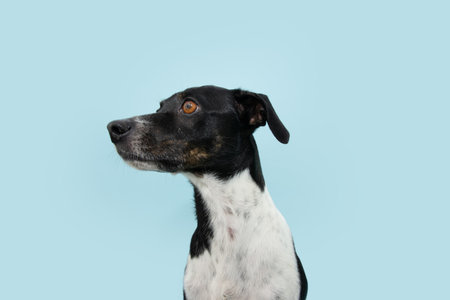Small and attentive mixed-breed dog looking away. Isolated on blue pastel background