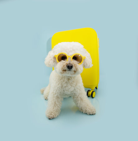 Portrait small poodle going on summer vacations in front of a yellow suitcase. Isolated on blue pastel backgroundの写真素材