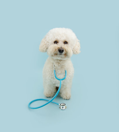 Poodle dog with stethoscope. Purebred pet puppy on reception at veterinary doctor in vet clinic. Pet health care and animals conceptの写真素材