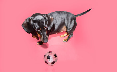Playful dachshund puppy dog with a ball toy on summer. Isolated on pink backgroundの写真素材