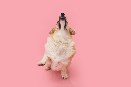 Portrait welsh corgi pembroke dog trick looking up and high five. Isolated on pink backgroundの写真素材