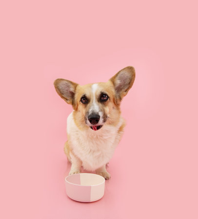 Portrait angry welsh corgi pembroke dog eating food with a bowl Isolated on pink pastel backgroundの写真素材