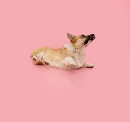 Portrait corgi puppy dog training class learning a trick. Isolated on pink backgroundの写真素材