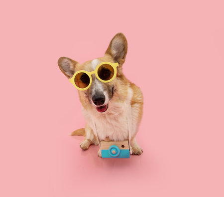 Portrait puppy dog traveling concept. corgi going on vacations wearing sunglasses and camera to take pictures. Isolated on pink backgroundの写真素材