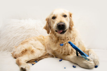 Golden retriever puppy dog destroying or biting shoes lying on a sofa with innocent expression face Separation anxiety disorder conceptの写真素材