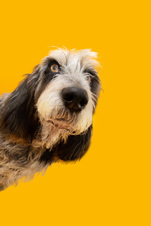 Portrait sneaky and hide frame blue Gascony Griffon dog looking at camera. Isolated on yellow backgroundの写真素材