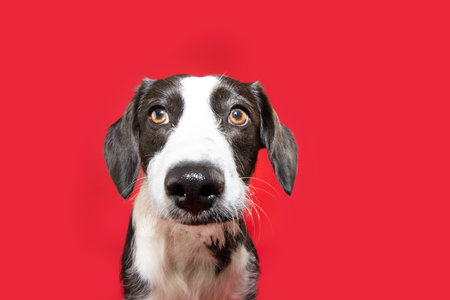 Portrait concentrated and attentive puppy dog looking at camera. Isolated on red backgroundの写真素材