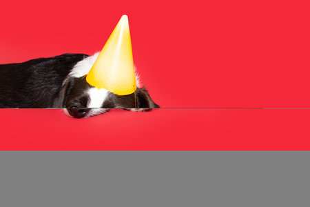 Sad and tired puppy dog wearing a yellow party hat. Celebrating carnival, anniversary or birthday. Isolated on red backgroundの写真素材