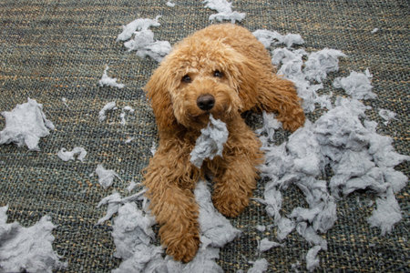 Poodle puppy dog caught red-handed biting a cushion or furniture with innocent expression face. obedience conceptの写真素材