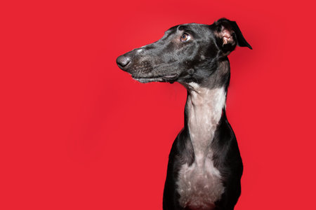 Profile black greyhound looking away with surprised expression face. Isolated on red backgroundの写真素材
