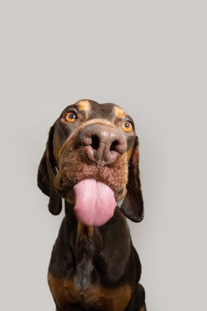 Portrait funny mixed-breed vizsla and doberman pincher licking it lips with tongue. Isolated on gray backgroundの写真素材
