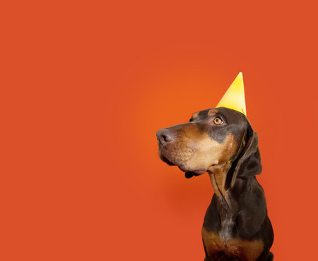 Portrait doberman pincher dog celebrating birthday, carnival or anniversary wearing a yellow party hat. Isolated on orange backgroundの写真素材