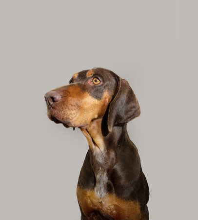 Profile doberman pinscher mixed-breed dog looking away with concentrated expression face. Isolated on white gray backgroundの写真素材