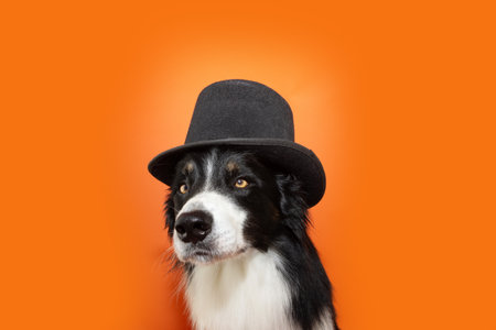 Portrait halloween or carnival puppy dog. Border collie wearing a black top hat. Isolated on orange backgorundの写真素材