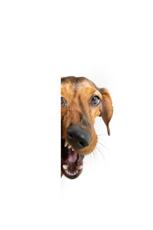 Portrait funny surprised dachshund puppy dog peeking out from behind a white banner. Isolated on white backgroundの写真素材