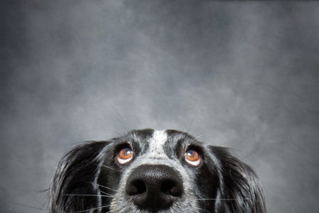 Portrait close-up puppy dog looking up. Isolated on gray backgroundの写真素材