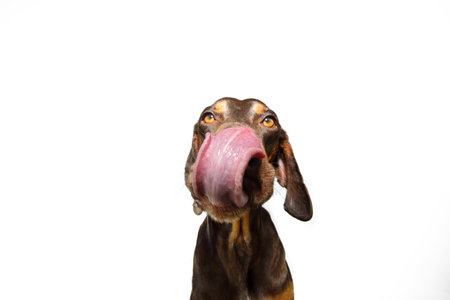 Portrait hungry puppy pointer dog eating and licking its lips with tongue. Isolated on white backgroundの写真素材
