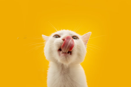 Portrait summer spring hungry cat eating and licking its lips with tongue. Isolated on yellow backgroundの写真素材