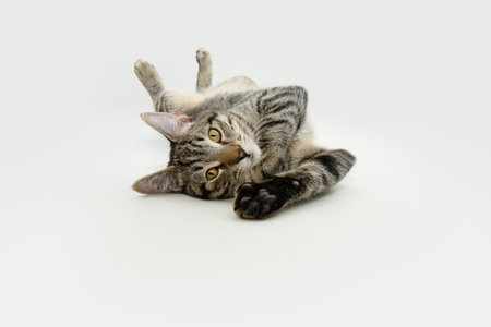 Portrait playful tabby cat lying down looking at camera. Isolated on white backgroundの写真素材
