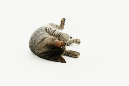 Playful small tabby cat backwards. Isolated on white backgroundの写真素材