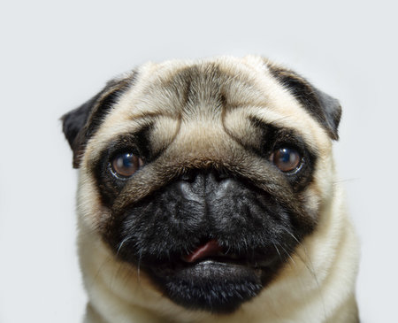 Portrait young and attentive pug puppy dog. Isolated on white backgroundの写真素材