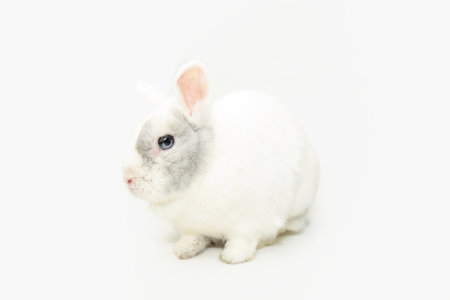 Profile white rabbit looking away. Isolated on white backgroundの写真素材