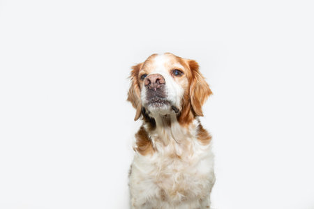 Portrait senior Breton Spaniel dog with cataracts and sad expression faceの写真素材