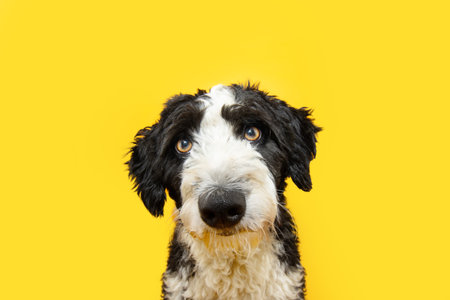 Portrait serious and attentive Water Spaniel dog looking at camera. Isolated on yellow background
