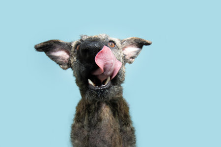 Portrait rescued mixed-breed dog licking its lips with tongue. Isolated on blue pastel background