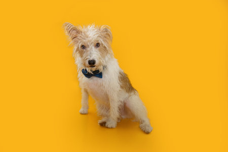 Fox terrier puppy dog sitting wearing a blue bow-tie celebrating birthday, carnival or anniversary. Isolated on yellow backgroundの写真素材