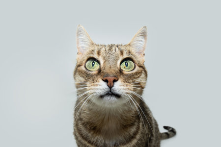 Portrait European kitten cat looking at camera with serious expression face. Isolated on white backgroundの写真素材